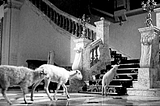 The Exterminating Angel Is One Of The Greatest Films I’ve Ever Seen
