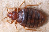 How To Get Rid Of Bed Bugs