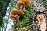 The Pivotal Role of Fungi in Environmental Health
