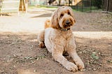 The Adorable Blend of Golden Retriever and Poodle — The Goldendoodle