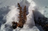 Taking care of baby trees in winter, and the tracks you find in the snow