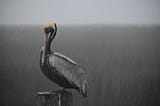 a heron perched upon a standing timber amid a grey, hazy marsh
