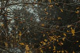 autumn comes to Die
