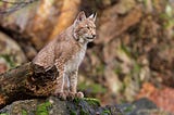 An Eurasian lynx sitting in a forest upon a large rock by a fallen tree