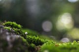 a tiny white mushroom just above the surface of some vibrant green moss