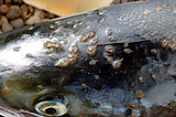 Welfare Issues in Farmed Atlantic Salmon