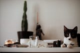 Why cats like to knock things off the table