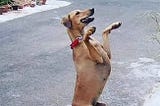 A Dog’s Life Story