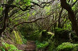 A path through the jungle.