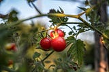 Growing tomatoes indoors for climate change resilience and food security.