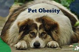 Pet Obesity: What’s Making Our Furry Friends So Fluffy?