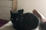 Using AWS IoT Core to watch my cat