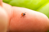 TICK PROTECTION: HOW TO PROTECT YOURSELF IN SUMMER