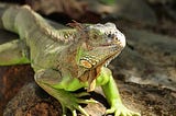 What an Iguana Taught Me About Criticism