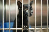 A black kitten with a paw on the cage in an animal shelter.