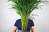 Areca palm-natural air purifier