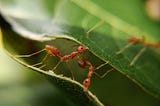 All queens, no workers: The evolution of socially parasitic ants