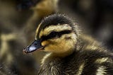 A Photo of a Duckling.