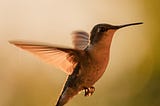 hummingbird hymns