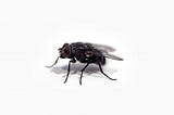 A Baby Fly Ruined My Life