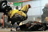 Đá Gà Cựa Sắt Tại E2BET — Cá Cược Đá Gà Với Những Trận Đấu Đầu Kịch Tính