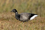 Brent Goose