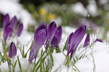Purple crocus pushing through the snow