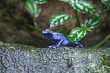 The Alarming Decline of Amphibians: A Global Crisis