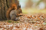 The Blessed Squirrel Teaches Us Why We Need Optimism