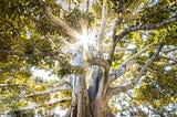 Transforming Scarcity Into Abundance