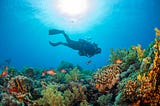 A diver explores the ocean floor.