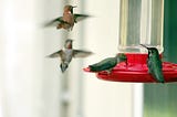 Hummingbirds and Their Effect on Seniors