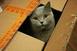 Couple Accidentally Ships Their Cat with an Amazon Return — 1 Week Later They’re Reunited