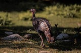 This Wild Turkey Got My Attention