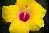 A large yellow hibiscus flower covered in raindrops shows a magenta center and pistil jutting out from the center.