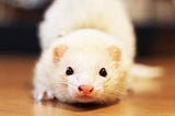 Unique and Cute Names for Ferrets