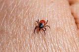 Lyme Disease and Hair Loss: What You Need to Know and How to Treat It