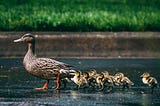 Mother duck with duckling following