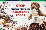 STOP Feeding Your Pets These Dangerous, Potentially Fatal Foods