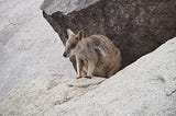 Rock Wallabies.