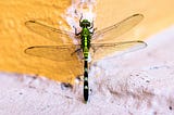 Dragonfly Insights