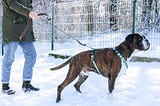 The Secret World of Dog Sports: Unveiling the Thrilling Canine Competitions