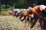 AGRICATLYST INNOVATIONS LAUNCHES THE AFRICAN WOMEN IN AGRI-FOODTECH PROGRAM TO SUPPORT WOMEN