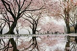 Cherry Blossom trees in bloom over a river.