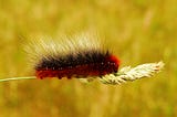 Stinging Rose Caterpillar