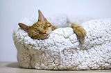 A ginger tabby cat sleeps on a fluffy white bed. It’s very cute.