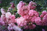 A beautiful bush of pink peonies.