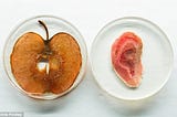 Engineering Organs out of Apples