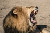 A seated lion roars