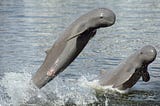 Crisis and Conservation: Safeguarding the Endangered Irrawaddy Dolphins of Chilika Lagoon